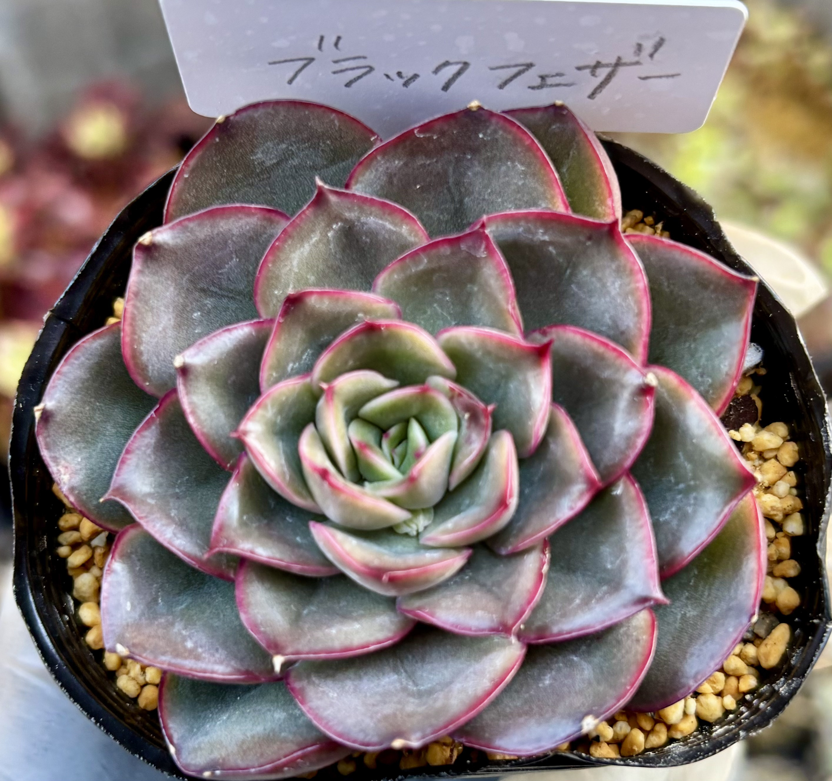 SALE】ブラックフェザー エケベリア 韓国苗 多肉植物 多肉植物