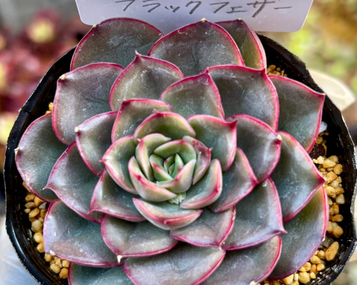【新作】エケべリア　韓国苗　ブラックチェリー 大苗　多肉植物 e19927d24b8ff50bb7eca7628a328a