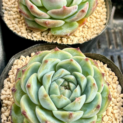 ブルーピーコック エケベリア 韓国苗 多肉植物 多肉植物 ブルーピーコック エケベリア 韓国苗 多肉植物 多肉植物