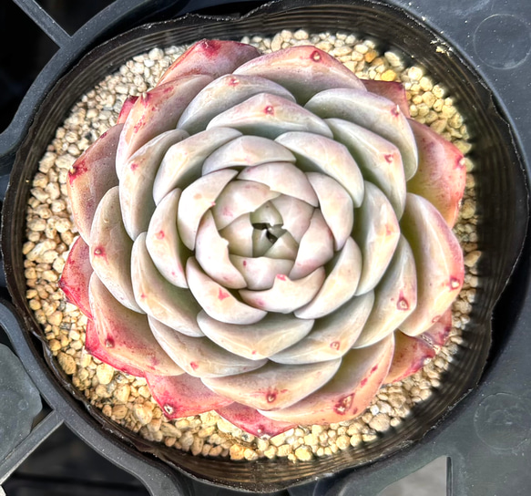 SALE】ブルーピーコック エケベリア 韓国苗 多肉植物 多肉植物