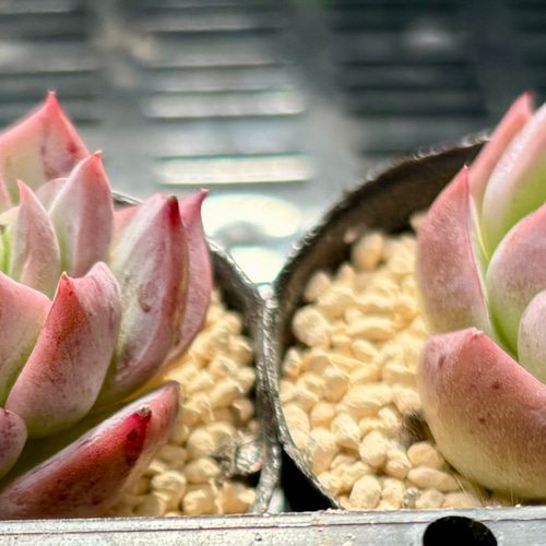 ホワイトカレー エケベリア 韓国苗 多肉植物 多肉植物 プクニク 通販 