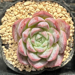 アクレアウレウム 多肉植物 セダム 多肉植物 プクニク 通販