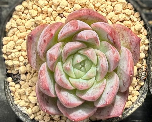 SALE】ホワイトカレー エケベリア 韓国苗 多肉植物 多肉植物 SALE】ホワイトカレー エケベリア 韓国苗 多肉植物 多肉植物