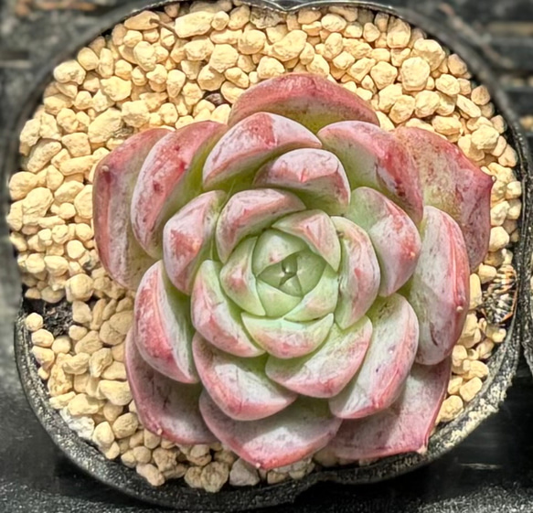 SALE】ホワイトカレー エケベリア 韓国苗 多肉植物 多肉植物 プクニク