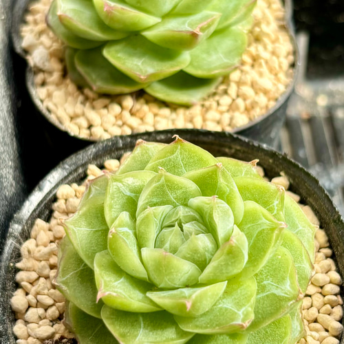 SALE】パンドラ エケベリア 韓国苗 多肉植物 多肉植物 プクニク 通販