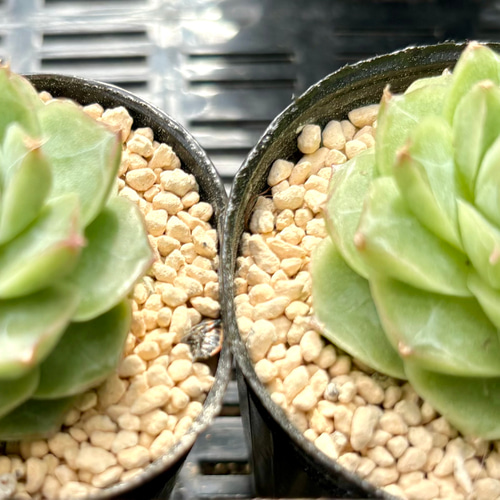 SALE】パンドラ エケベリア 韓国苗 多肉植物 多肉植物 プクニク 通販