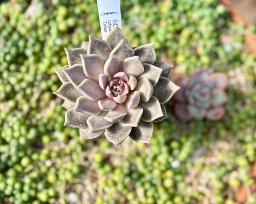 トバレンシス トバー エケベリア 多肉植物 多肉植物 プクニク 通販