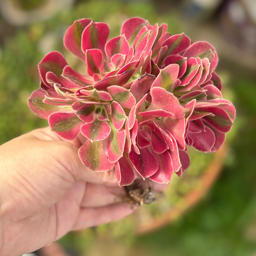 ピンクウィッチ 群生株 アエオニウム 韓国苗 多肉植物 多肉植物