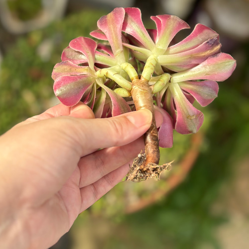 ピンクウィッチ 群生株 アエオニウム 韓国苗 多肉植物 多肉植物