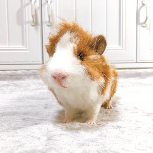 アビシニアンモルモット* 23cm リアルサイズ(羊毛フェルト) 羊毛