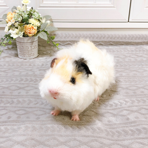 アビシニアンモルモット* 22cm (羊毛フェルト) 白×クリーム×黒 羊毛