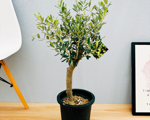 現品］41番 創樹 オリーブ ルッカ 7号 観葉植物 大型 屋外