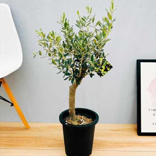 オリーブの木創樹Soujuルッカ7号