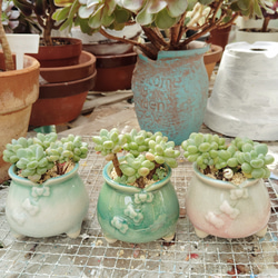 Top【選抜株】多肉植物　264417ロココ　54個　鉢無し/脱土 多肉植物 ロココ 韓国輸入苗＋韓国花瓶 1個 このまま飾り 窓口飾り