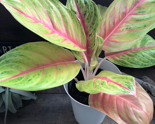 ルウィラブ♡アグラオネマ♡6号♡観葉植物♡インテリア アートフラワー