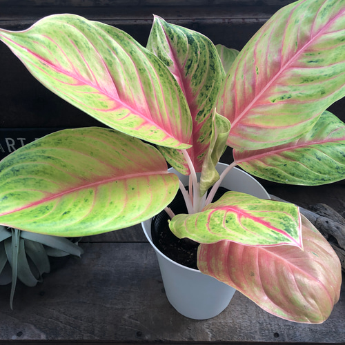 その他観葉植物 Aglaonema Adorable sekiguchidai 音ノ葉 オフィシャル | 【音ノ葉】Aglaonema