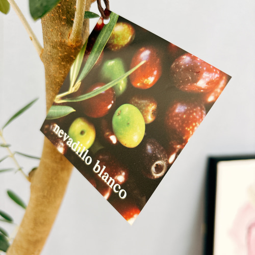 現品］43番 創樹 オリーブ ネバディロブランコ 8号 観葉植物 大型 屋外 