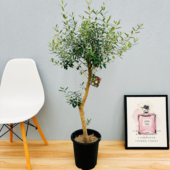 現品】観葉植物 オリーブの木 ネバディロブランコ 創樹 スタンド仕立て