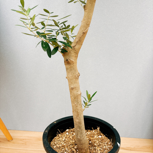 現品］43番 創樹 オリーブ ネバディロブランコ 8号 観葉植物 大型 屋外 