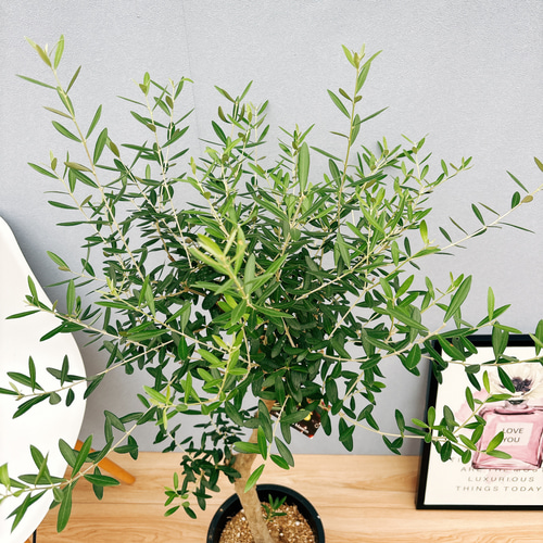 現品］43番 創樹 オリーブ ネバディロブランコ 8号 観葉植物 大型 屋外 