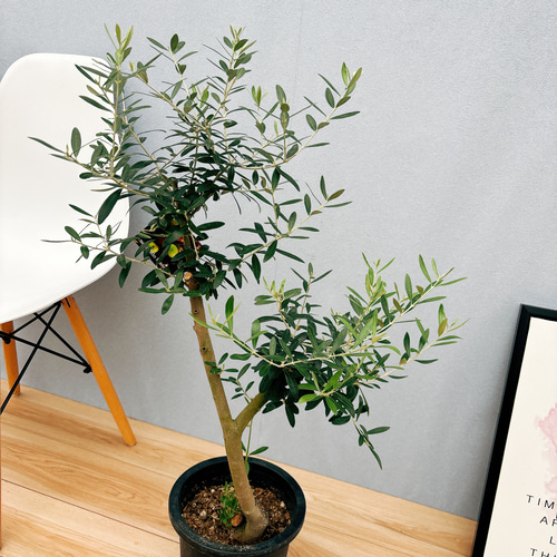 現品］44番創樹オリーブネバディロブランコ7号観葉植物大型人気