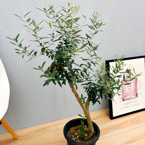 現品］44番 創樹 オリーブ ネバディロブランコ 7号 観葉植物