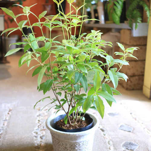 再入荷! レモンの香り❤️レモンマートル の木 ハーブ アロマ 鉢付