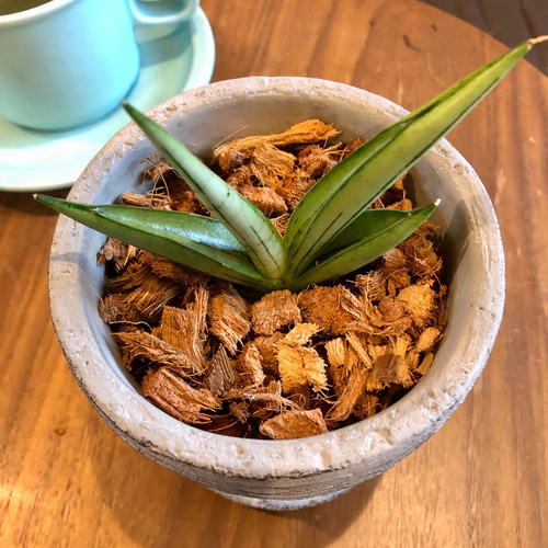 サンスベリア アイスマン ボンセレンシス斑入り アンティーク陶器鉢