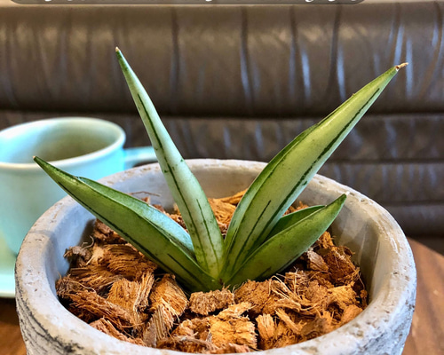 2fcba4033377b655549ff79e5ccd55