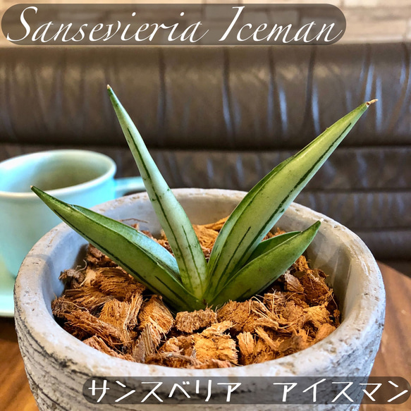サンスベリア アイスマン ボンセレンシス斑入り アンティーク陶器鉢