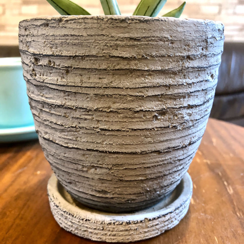 サンスベリア アイスマン ボンセレンシス斑入り アンティーク陶器鉢