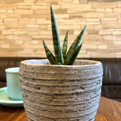 サンスベリア ゼラニカ白鉢付き 130センチ前後 写真の様な商品 10号