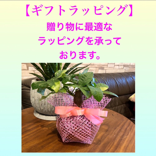 サンスベリア ゼブラ ボンセレンシス斑入り アンティーク陶器鉢 3.5号