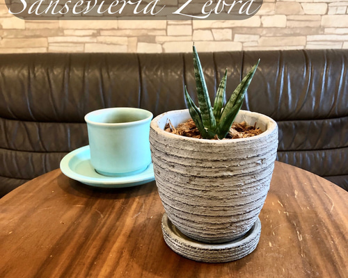サンスベリア ゼブラ ボンセレンシス斑入り アンティーク陶器鉢 3.5号