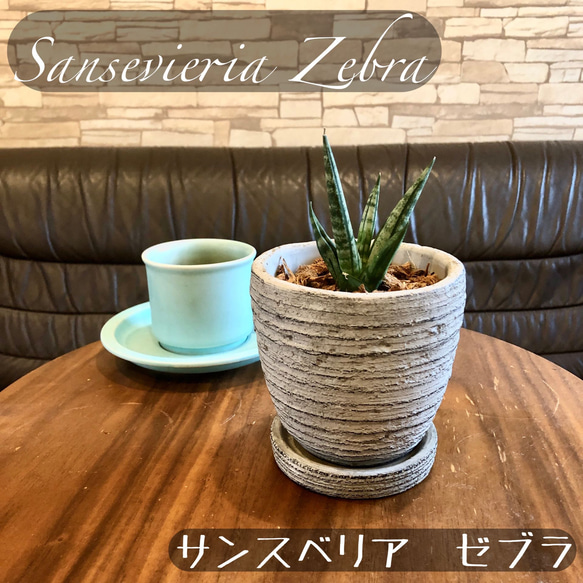 サンスベリア ゼブラ ボンセレンシス斑入り アンティーク陶器鉢 3.5号
