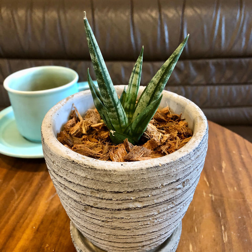 サンスベリア ゼブラ ボンセレンシス斑入り アンティーク陶器鉢 3.5号