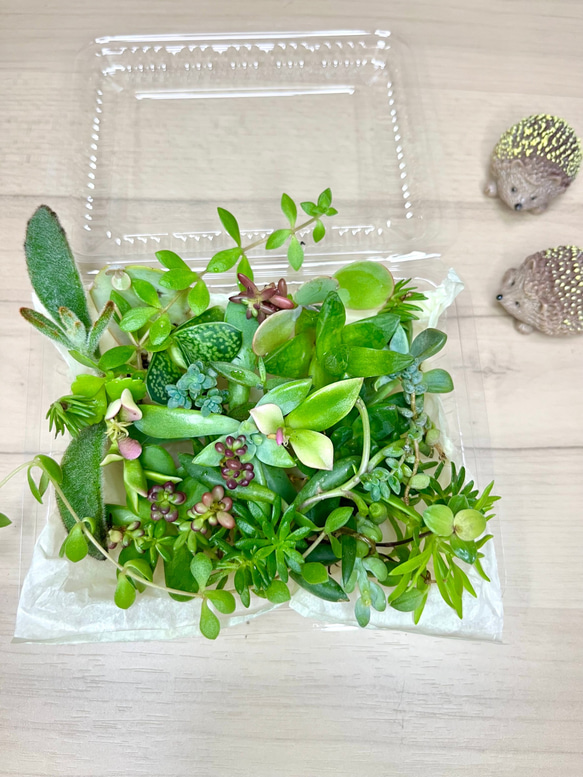 多肉寄せ植えセットカット苗☆セダム、エケベリア詰め合わせ