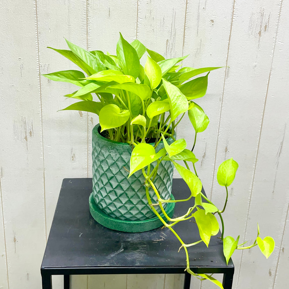 ポトス☆ライムコンパクト☆鉢苗☆9275 ポトス☆ライムコンパクト☆鉢苗☆9275 ポトス ライム 初心者の