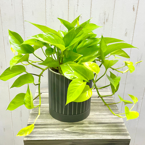 超超ロング❣️ライムポトス 鉢 多肉植物 インテリア 画像