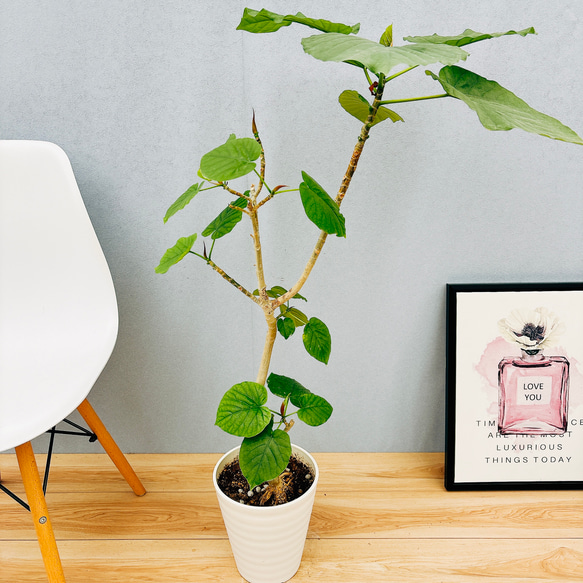 フィカス ウンベラータ ファイバー鉢 お皿付き フィカス ウンベラータ