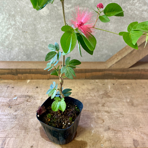 花木 四季咲きネムノキ アートフラワー plant life 通販