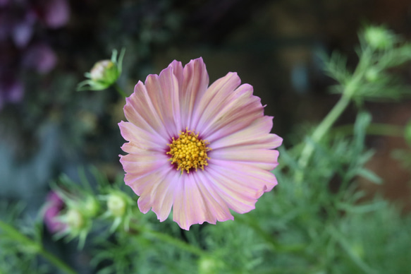 コスモス オレンジキャンパス＊*5号鉢 その他インテリア雑貨 アイビー