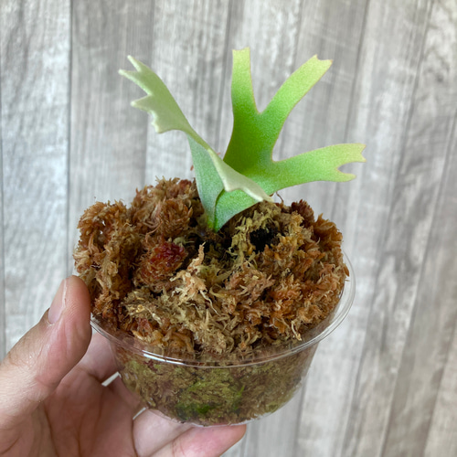 ジェイドガール 幼苗 希少種 ビカクシダ 観葉植物 インテリアグリーン