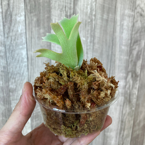 ジェイドガール 幼苗 希少種 ビカクシダ 観葉植物 インテリア