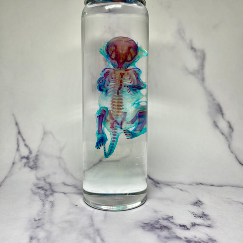 超激レア】透明標本(テグー 全長約93mm) (最良品) その他インテリア