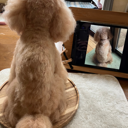 羊毛とプー】 ♦️プレミアムサイズ♦️ 羊毛フェルト オーダーメイド