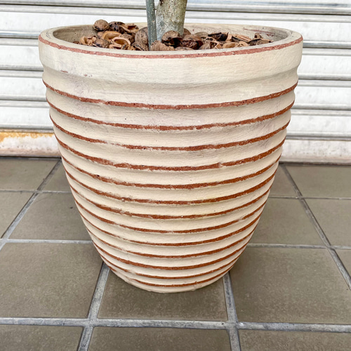 厳選 大量花芽 樹形完璧 オリーブの木 コロネイキ テラコッタ 厳選 大量花芽 樹形完璧 オリーブの木 コロネイキ テラコッタ