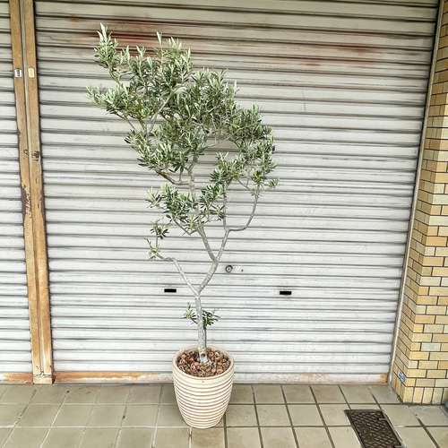 オリーブ 希少品種 6品種セット オリーブの木 珍しい品種