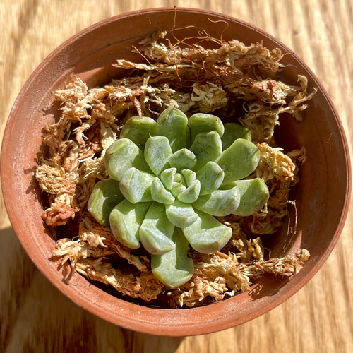 新入荷!!多肉植物 エケベリア 韓国苗 パープルリディック(送料込み 