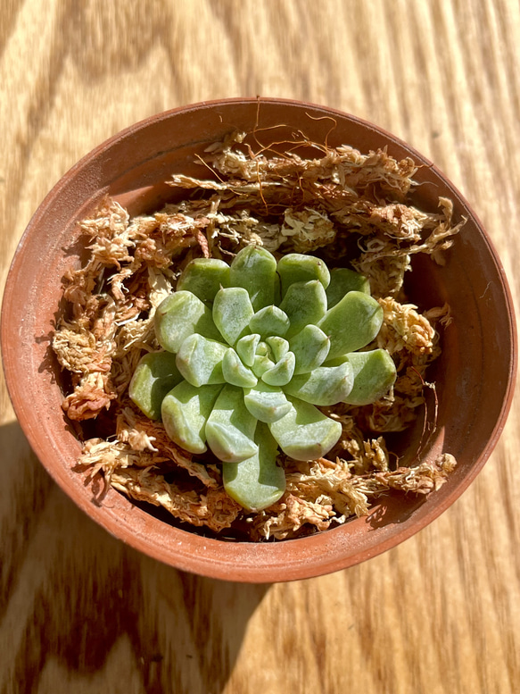 多肉植物 エケベリア 韓国苗のリース 植えれ